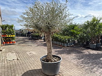 Olijfboom bonsai - olea europaea - ca. 80 jaar oud - hoogte ca. 220 cm - afbeelding 5 van  9