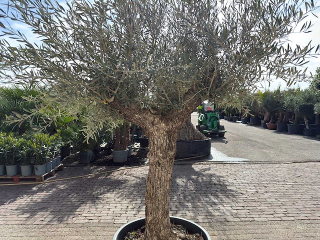 Olijfboom bonsai - olea europaea - ca. 80 jaar oud - hoogte ca. 220 cm - afbeelding 6 van  9