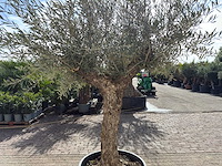Olijfboom bonsai - olea europaea - ca. 80 jaar oud - hoogte ca. 220 cm - afbeelding 6 van  9