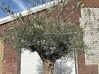 Olijfboom bonsai - olea europaea - ca. 80 jaar oud - hoogte ca. 220 cm - afbeelding 7 van  9
