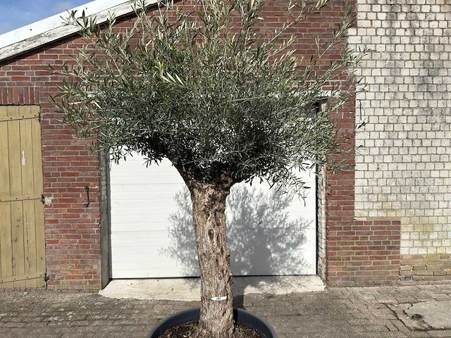 Olijfboom bonsai - olea europaea - ca. 80 jaar oud - hoogte ca. 220 cm - afbeelding 9 van  9