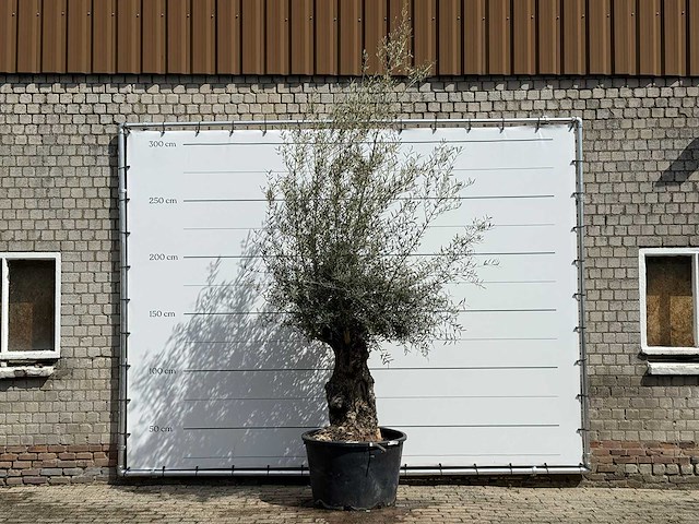 Olijfboom bonsai - olea europaea - ca. 80 jaar oud - hoogte ca. 220 cm - afbeelding 1 van  5