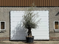 Olijfboom bonsai - olea europaea - ca. 80 jaar oud - hoogte ca. 220 cm