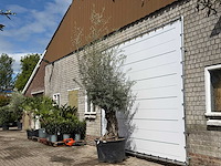 Olijfboom bonsai - olea europaea - ca. 80 jaar oud - hoogte ca. 220 cm - afbeelding 2 van  5