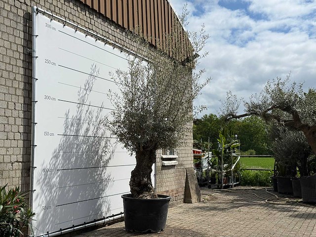 Olijfboom bonsai - olea europaea - ca. 80 jaar oud - hoogte ca. 220 cm - afbeelding 3 van  5