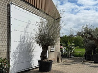 Olijfboom bonsai - olea europaea - ca. 80 jaar oud - hoogte ca. 220 cm - afbeelding 3 van  5