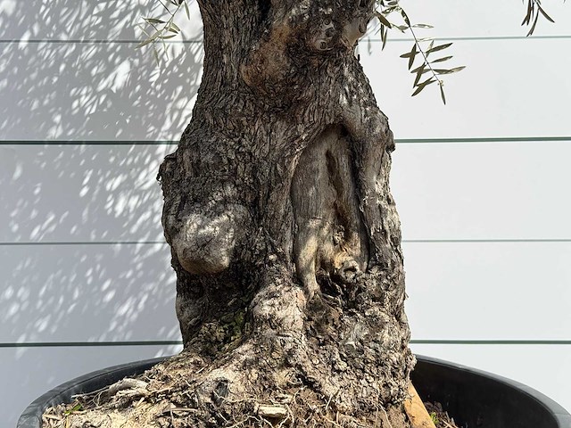 Olijfboom bonsai - olea europaea - ca. 80 jaar oud - hoogte ca. 220 cm - afbeelding 4 van  5
