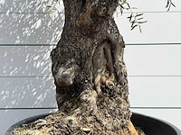 Olijfboom bonsai - olea europaea - ca. 80 jaar oud - hoogte ca. 220 cm - afbeelding 4 van  5