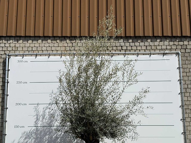 Olijfboom bonsai - olea europaea - ca. 80 jaar oud - hoogte ca. 220 cm - afbeelding 5 van  5