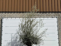 Olijfboom bonsai - olea europaea - ca. 80 jaar oud - hoogte ca. 220 cm - afbeelding 5 van  5