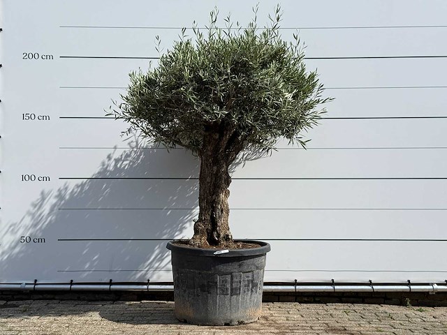 Olijfboom bonsai - olea europaea - ca. 80 jaar oud - hoogte ca. 220 cm - afbeelding 1 van  3