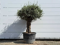 Olijfboom bonsai - olea europaea - ca. 80 jaar oud - hoogte ca. 220 cm