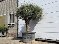 Olijfboom bonsai - olea europaea - ca. 80 jaar oud - hoogte ca. 220 cm - afbeelding 2 van  3