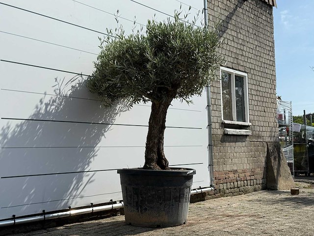 Olijfboom bonsai - olea europaea - ca. 80 jaar oud - hoogte ca. 220 cm - afbeelding 3 van  3