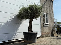 Olijfboom bonsai - olea europaea - ca. 80 jaar oud - hoogte ca. 220 cm - afbeelding 3 van  3