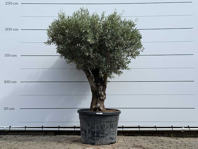 Olijfboom bonsai - olea europaea - ca. 80 jaar oud - hoogte ca. 220 cm - afbeelding 1 van  5