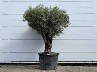 Olijfboom bonsai - olea europaea - ca. 80 jaar oud - hoogte ca. 220 cm