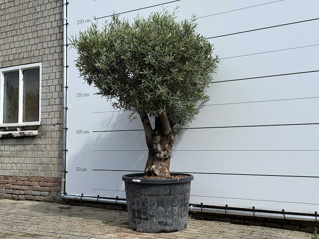 Olijfboom bonsai - olea europaea - ca. 80 jaar oud - hoogte ca. 220 cm - afbeelding 2 van  5