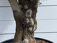 Olijfboom bonsai - olea europaea - ca. 80 jaar oud - hoogte ca. 220 cm - afbeelding 4 van  5