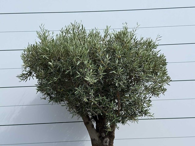 Olijfboom bonsai - olea europaea - ca. 80 jaar oud - hoogte ca. 220 cm - afbeelding 5 van  5