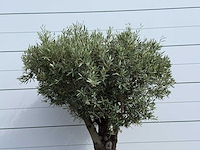 Olijfboom bonsai - olea europaea - ca. 80 jaar oud - hoogte ca. 220 cm - afbeelding 5 van  5