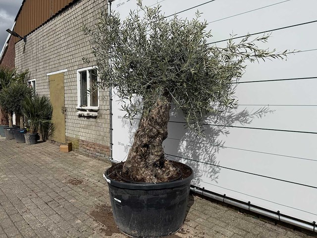 Olijfboom bonsai - olea europaea - ca. 80 jaar oud - hoogte ca. 220 cm - afbeelding 2 van  7