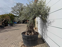 Olijfboom bonsai - olea europaea - ca. 80 jaar oud - hoogte ca. 220 cm - afbeelding 3 van  7