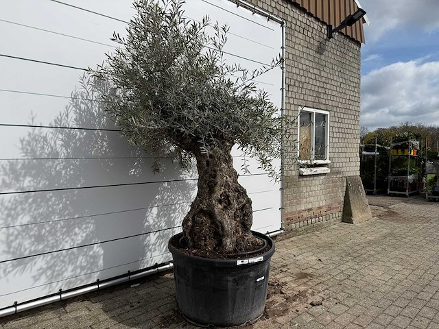 Olijfboom bonsai - olea europaea - ca. 80 jaar oud - hoogte ca. 220 cm - afbeelding 5 van  7
