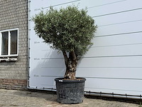 Olijfboom bonsai - olea europaea - ca. 80 jaar oud - hoogte ca. 220 cm - afbeelding 2 van  5