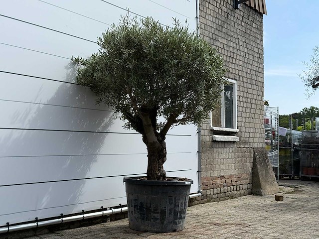 Olijfboom bonsai - olea europaea - ca. 80 jaar oud - hoogte ca. 220 cm - afbeelding 3 van  5
