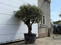 Olijfboom bonsai - olea europaea - ca. 80 jaar oud - hoogte ca. 220 cm - afbeelding 3 van  5