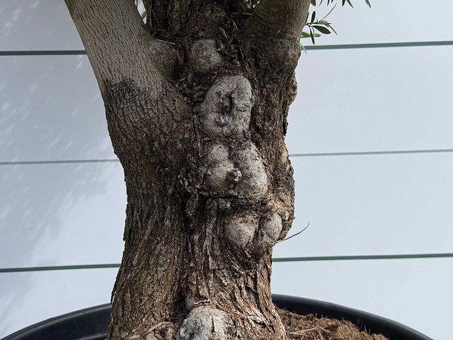 Olijfboom bonsai - olea europaea - ca. 80 jaar oud - hoogte ca. 220 cm - afbeelding 4 van  5