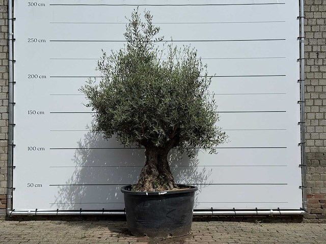 Olijfboom bonsai - olea europaea - ca. 80 jaar oud - hoogte ca. 230 cm - afbeelding 1 van  5