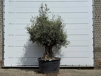 Olijfboom bonsai - olea europaea - ca. 80 jaar oud - hoogte ca. 230 cm