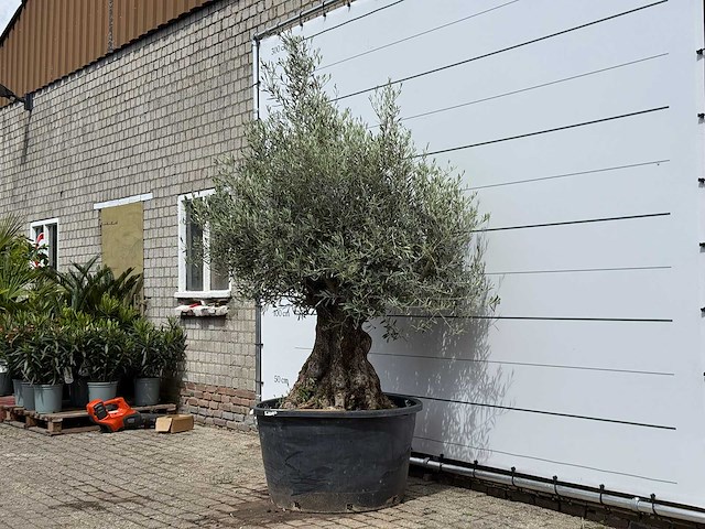 Olijfboom bonsai - olea europaea - ca. 80 jaar oud - hoogte ca. 230 cm - afbeelding 2 van  5