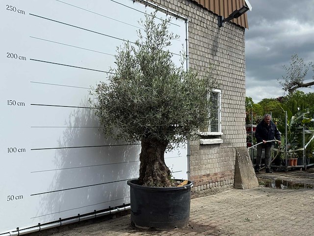 Olijfboom bonsai - olea europaea - ca. 80 jaar oud - hoogte ca. 230 cm - afbeelding 3 van  5