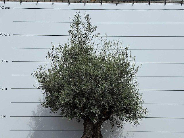 Olijfboom bonsai - olea europaea - ca. 80 jaar oud - hoogte ca. 230 cm - afbeelding 4 van  5