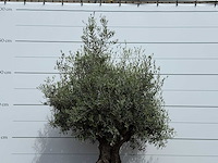 Olijfboom bonsai - olea europaea - ca. 80 jaar oud - hoogte ca. 230 cm - afbeelding 4 van  5