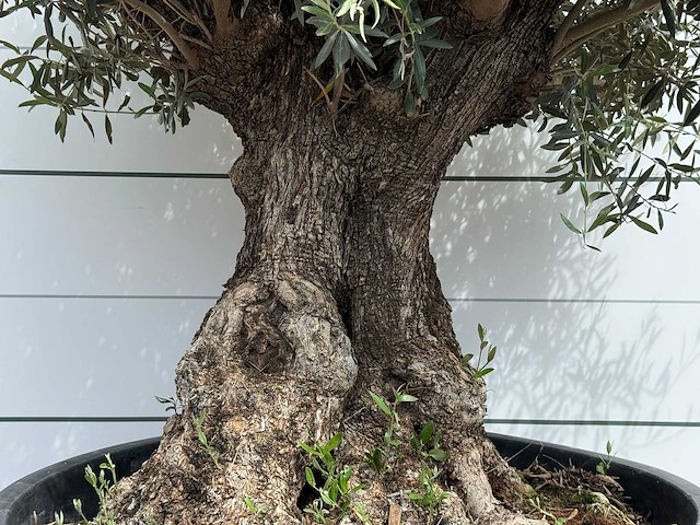 Olijfboom bonsai - olea europaea - ca. 80 jaar oud - hoogte ca. 230 cm - afbeelding 5 van  5