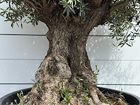 Olijfboom bonsai - olea europaea - ca. 80 jaar oud - hoogte ca. 230 cm - afbeelding 5 van  5
