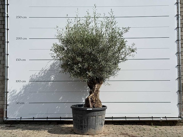 Olijfboom bonsai - olea europaea - ca. 80 jaar oud - hoogte ca. 230 cm - afbeelding 1 van  5