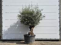 Olijfboom bonsai - olea europaea - ca. 80 jaar oud - hoogte ca. 230 cm