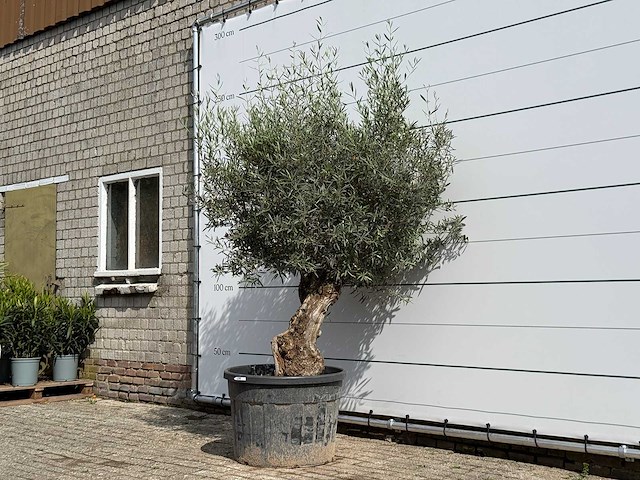 Olijfboom bonsai - olea europaea - ca. 80 jaar oud - hoogte ca. 230 cm - afbeelding 2 van  5
