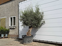 Olijfboom bonsai - olea europaea - ca. 80 jaar oud - hoogte ca. 230 cm - afbeelding 2 van  5