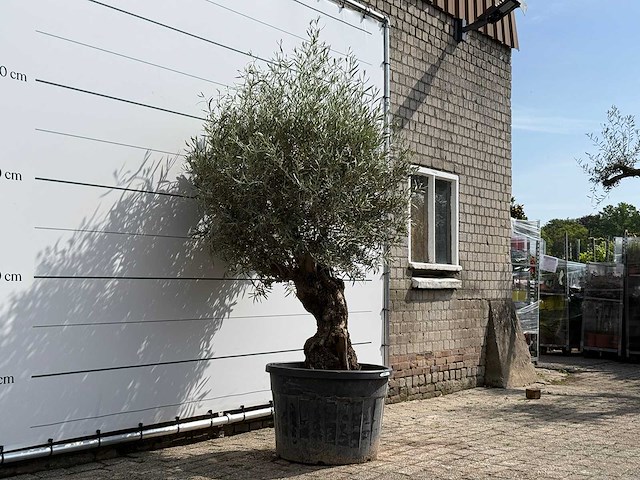 Olijfboom bonsai - olea europaea - ca. 80 jaar oud - hoogte ca. 230 cm - afbeelding 3 van  5