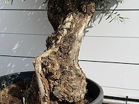 Olijfboom bonsai - olea europaea - ca. 80 jaar oud - hoogte ca. 230 cm - afbeelding 4 van  5