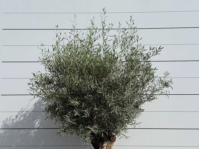 Olijfboom bonsai - olea europaea - ca. 80 jaar oud - hoogte ca. 230 cm - afbeelding 5 van  5