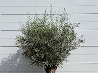 Olijfboom bonsai - olea europaea - ca. 80 jaar oud - hoogte ca. 230 cm - afbeelding 5 van  5