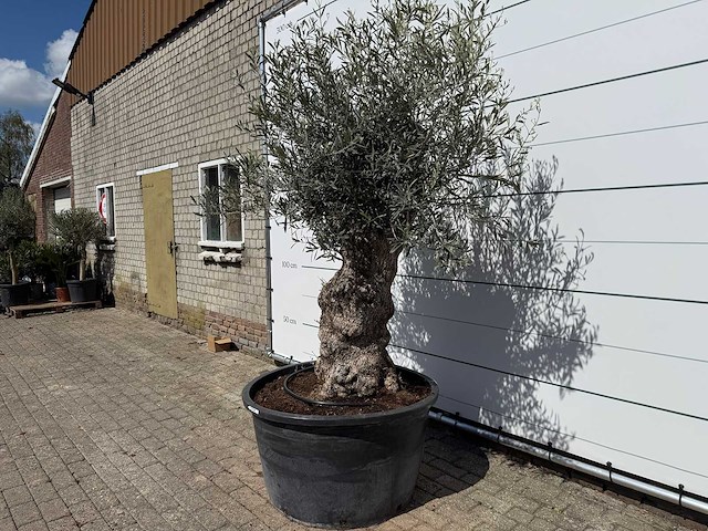Olijfboom bonsai - olea europaea - ca. 80 jaar oud - hoogte ca. 240 cm - afbeelding 2 van  6