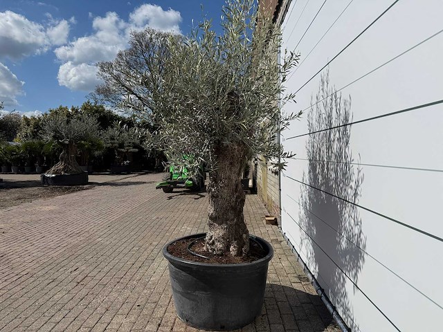 Olijfboom bonsai - olea europaea - ca. 80 jaar oud - hoogte ca. 240 cm - afbeelding 3 van  6